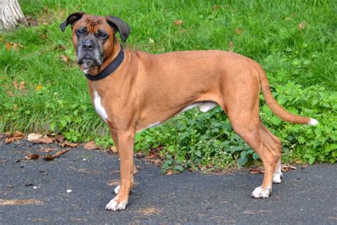 i hermes paderborn hunde|tierheim paderborn adoption.